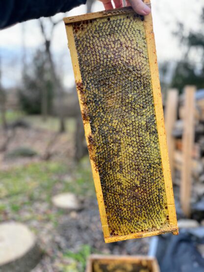 Japanese Knotweed honeycomb